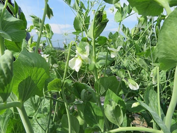 スナップエンドウの花が咲きました 農園日記 原村ブログ 原村移住推進ポータルサイト